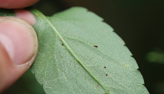 Ophiomyia asterovora