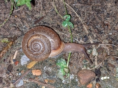 Neohelix albolabris
