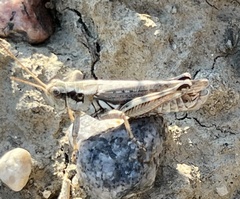 Melanoplus bowditchi canus