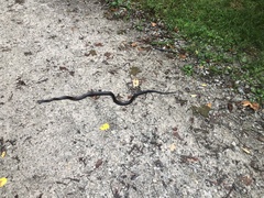 Pantherophis spiloides