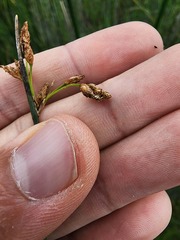 Schoenoplectus heterochaetus