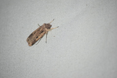 Feltia subterranea