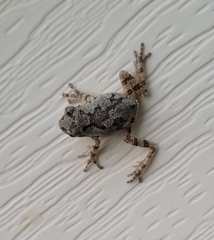 Hyla