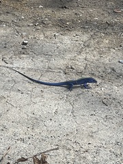 Cnemidophorus espeuti