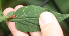 Ophiomyia asterovora