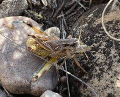 Phoetaliotes nebrascensis