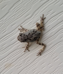 Hyla