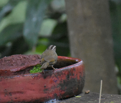 Arremonops rufivirgatus