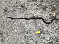 Pantherophis spiloides