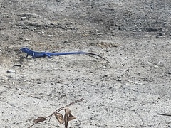 Cnemidophorus espeuti