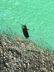 Allacrotelsa spinulata