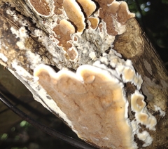 Steccherinum ochraceum