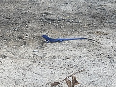 Cnemidophorus espeuti