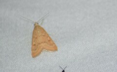 Achyra rantalis