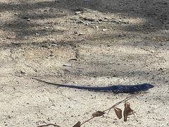 Cnemidophorus espeuti