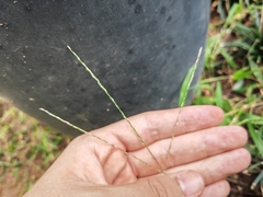 Digitaria radicosa