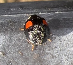 Hesperomyces harmoniae