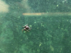 Hasarius adansoni