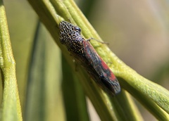 Homalodisca liturata