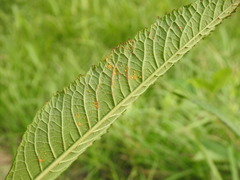Puccinia vernoniae