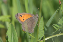 Hyponephele lycaon