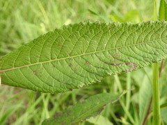 Puccinia vernoniae