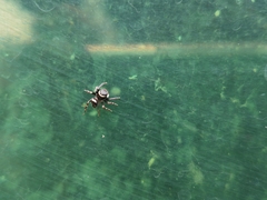 Hasarius adansoni