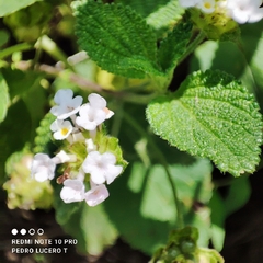 Lantana velutina
