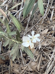 Nerium oleander