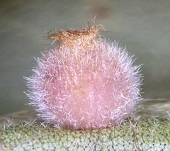 Caryomyia hirtidolium