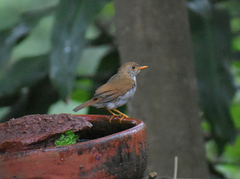 Catharus aurantiirostris