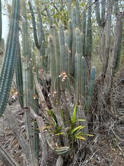 Psychilis macconnelliae