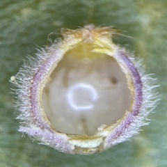Caryomyia hirtidolium