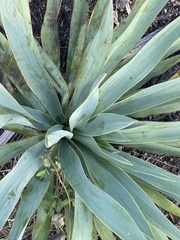Yucca pallida