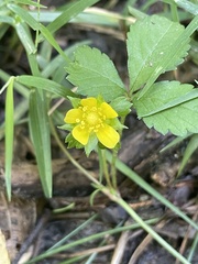 Potentilla simplex