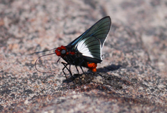 Pyrrhopygopsis socrates