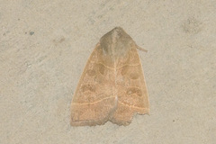 Ipimorpha pleonectusa