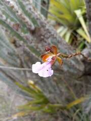 Psychilis macconnelliae