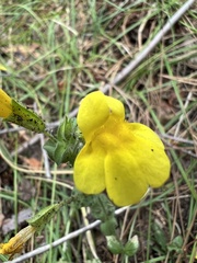 Erythranthe tilingii