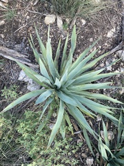 Yucca pallida