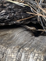 Plestiodon multivirgatus