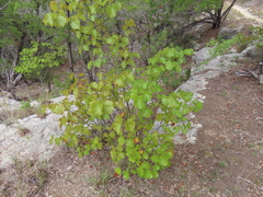 Cercis canadensis texensis