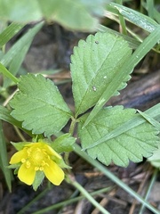 Potentilla simplex