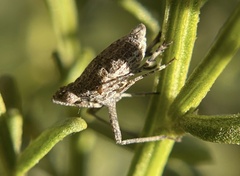 Orgeriinae