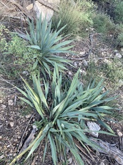 Yucca pallida