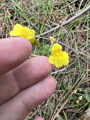 Erythranthe tilingii