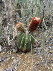 Melocactus intortus