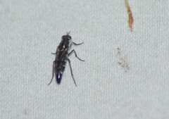 Ozodiceromyia