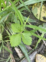 Potentilla simplex