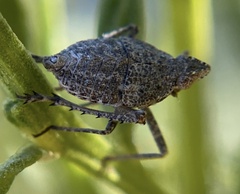 Orgeriinae